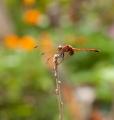 IMG_2327 dragonfly